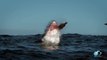 Breaching Great White Sharks | Shweekend