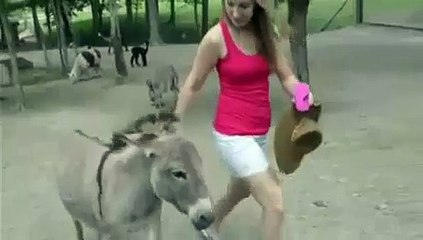 Oh ! Donkey Gone Crazy - Latest Funny Videos Donkey