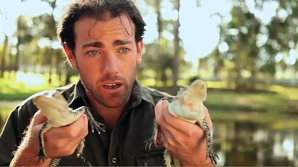 Wild Animal Fight - Saltwater Crocodile