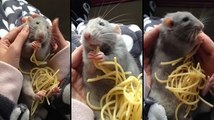 Down With Pizza Rat, Up With Spaghetti Rat
