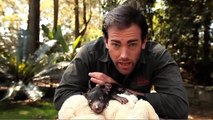 Wild Animal Fight - Tasmanian Devil