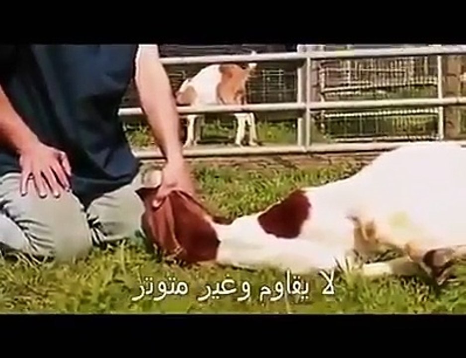 Animals are more religous than Human