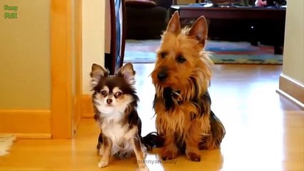 funny cat birthday a funny dog picture