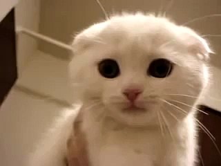 Белый котенок прикольно мяукает
