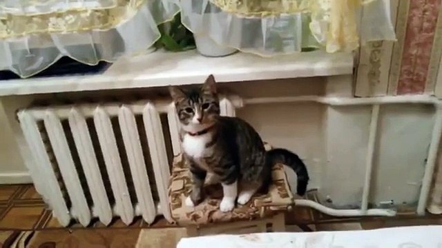 Джек, поделай лапками))