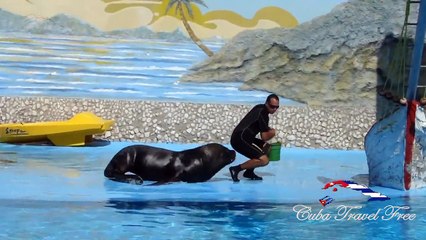 CUBA- ACUARIO BACONAO DE SANTIAGO DE CUBA DELFINES