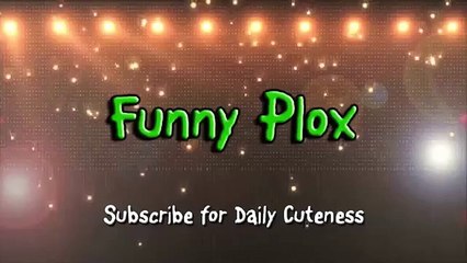 a funny cat picture funny dog and cat vines