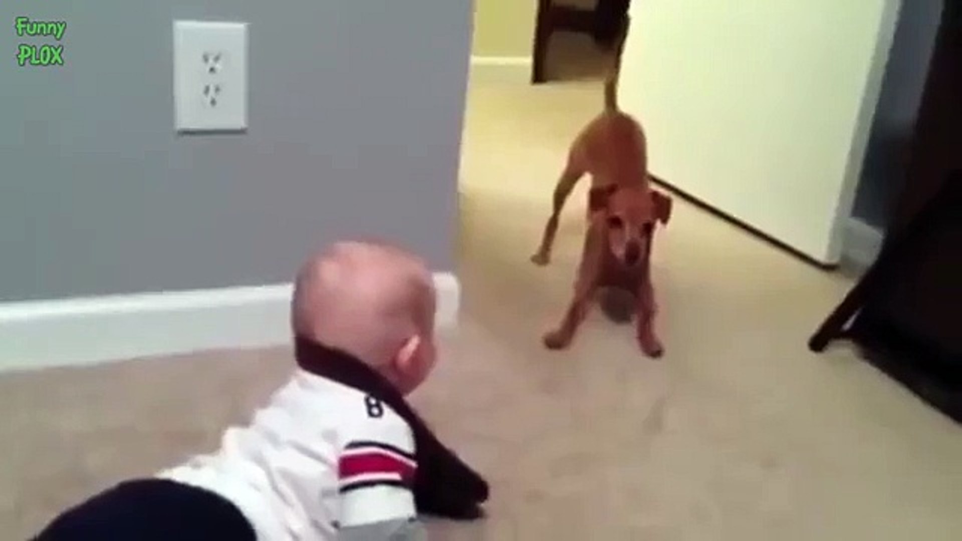 ⁣a funny cat talking funny dog and cat fails