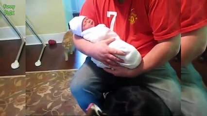 funny cat and dog fails funny dog and cat pictures