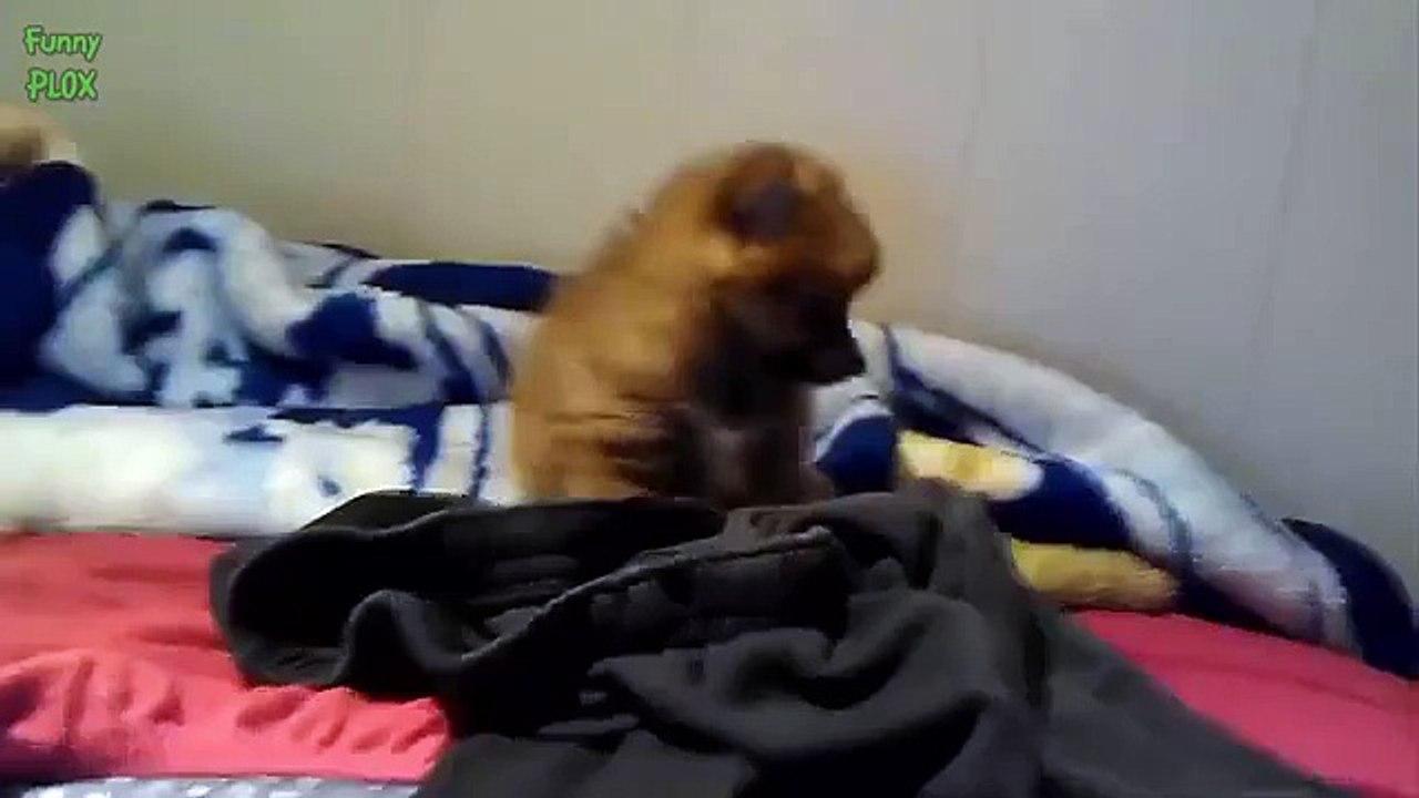 funny cat and dog pictures funny dog names