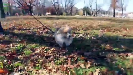 funny cat and dog videos funny dog memes