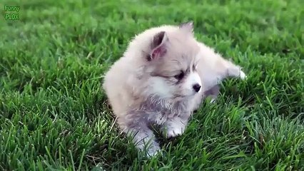 funny cat animations funny dog costumes