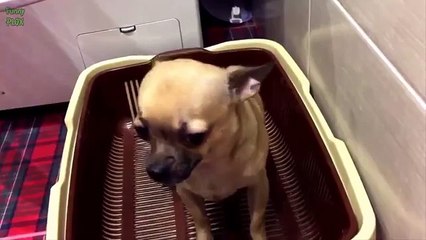 funny cat backgrounds a funny dog poem