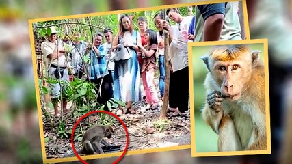 Among The Monkey That Brings Money | Weird Asia