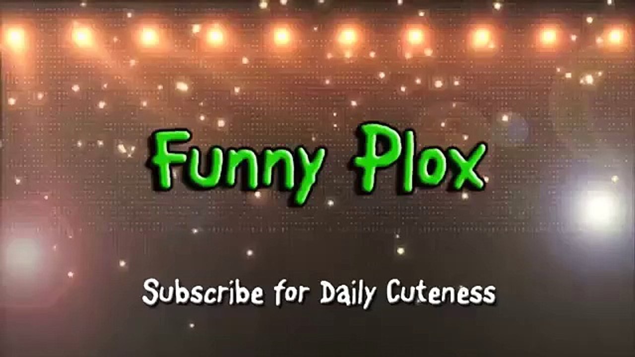 funny cat compilation funny dog beds