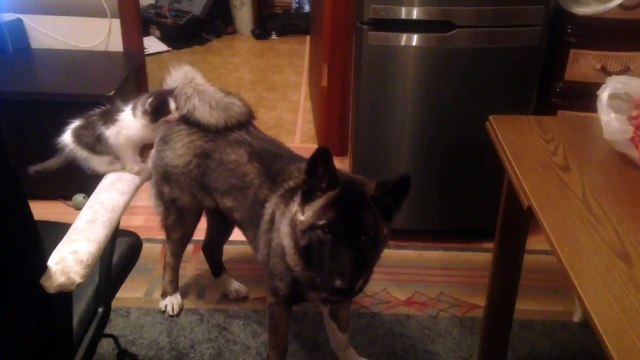 Котёнок, который смог!