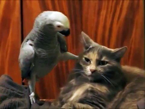 Наглый попугай и кот / Parrot vs. Cat