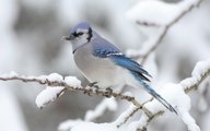 Que donner à manger aux oiseaux en hiver ( part 1/2 )