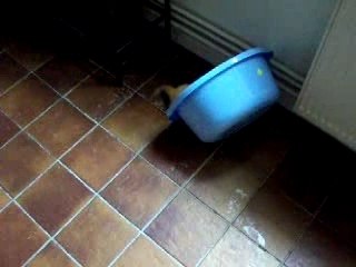 Je suis blond est alors :)