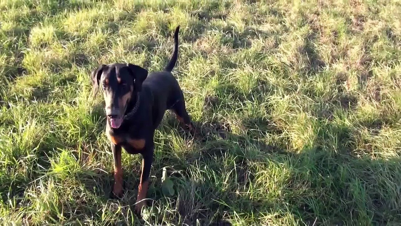 2015-10-11  Susi Ball