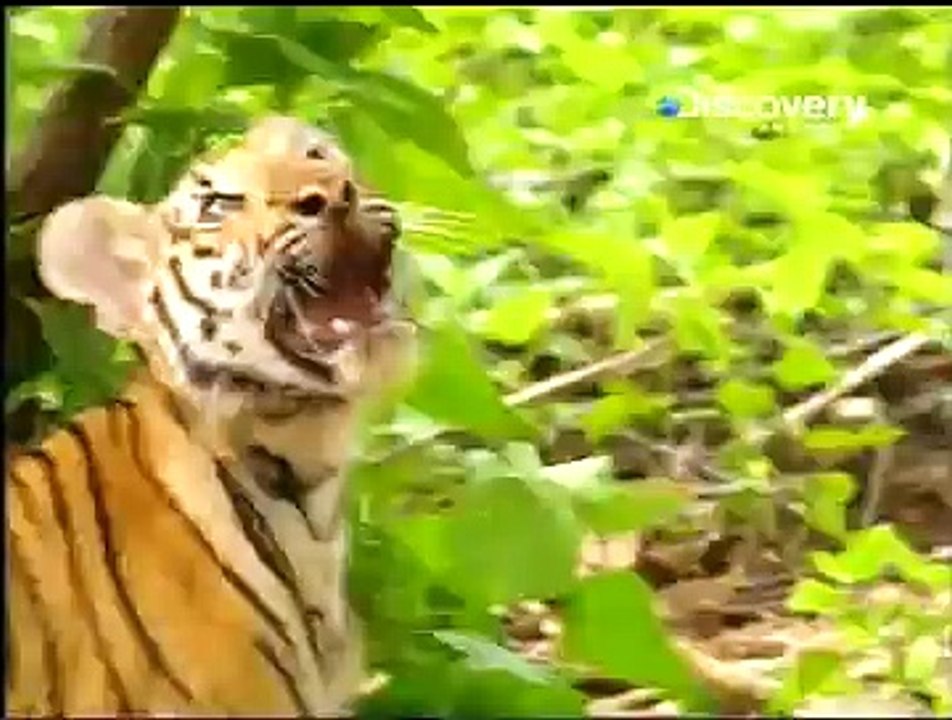 Animal FUNNY Watch Full HD