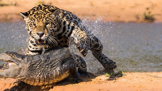 Deadly Battle - Jaguar VS Crocodile - video dailymotion