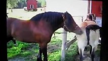 Horses Making Love