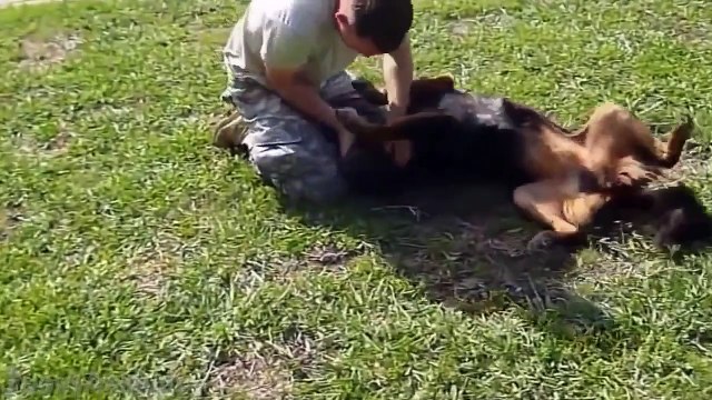 Dogs Welcoming Soldiers Home [HD]