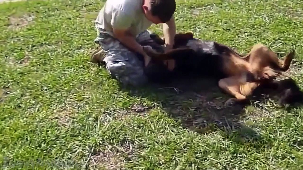 Dogs Welcoming Soldiers Home [HD]