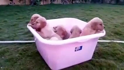 Bucket full of puppies! So cute!!