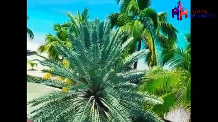 _Ayiti cherie (REPLAY) (2015-10-17 14:52:06 - 2015-10-18 00:05:22)