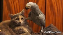 Funny Mixed Talking Gray Parrot - Cockatoo - Maccow