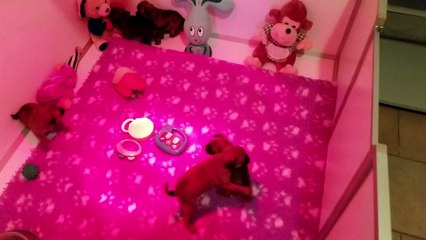 coccinelle et bebes petit brabancons