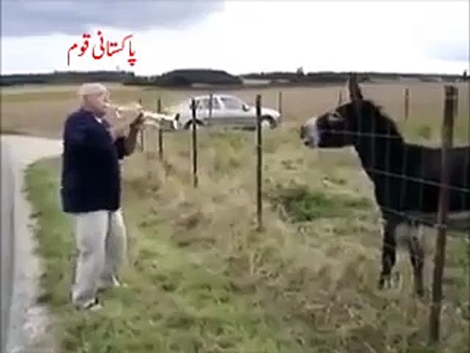 بھینس کے آگے بین بجانا۔ . ghaday kay agay music bachana. Music singing infront of donkey
