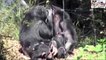 OMG Chimpanzee Happy Mating Penetration(Intercourse)Better Than Humans HD Must See Part 2