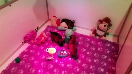 LES BEBES PETITS BRABANCONS DU DOMAINE DES COTIERES