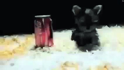 The smallest dogs in the world! Haha so cute