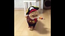 This pirate cat is the cutest!