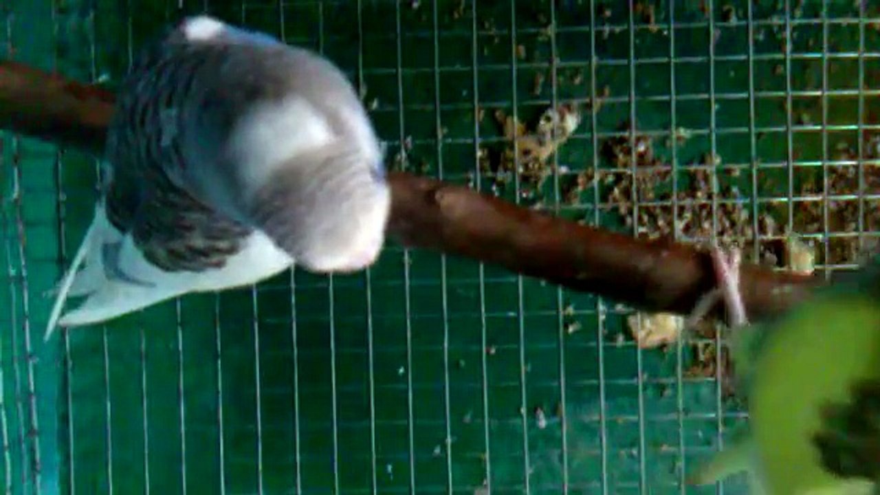 Australian beautiful bird parakeet budgeriger