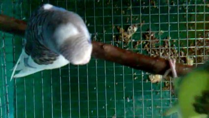 Australian beautiful bird parakeet budgeriger