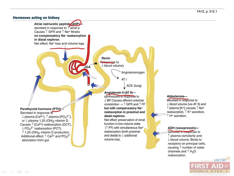 Renal Physiology Part 3