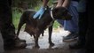 ASPCA Rescues 23 Dogs from Dog Fighting Operation in North Carolina