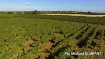 Vendange à la main en Anjou vu par drone, Rochefort sur Loire, France