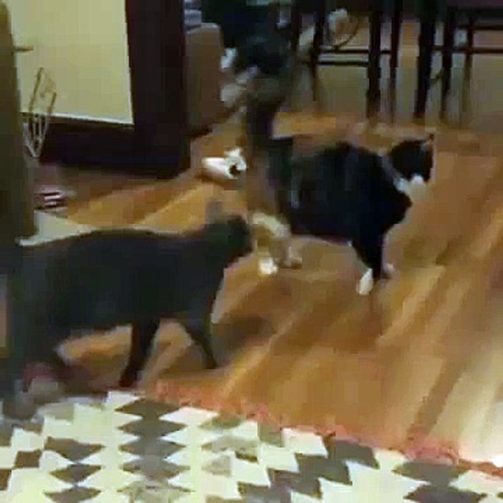 Cat’s attack with an impressive ninja flip move
