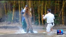 Caught On Tape: Animal Trainer Fights Life After Tiger Attack | World News Tonight | ABC N