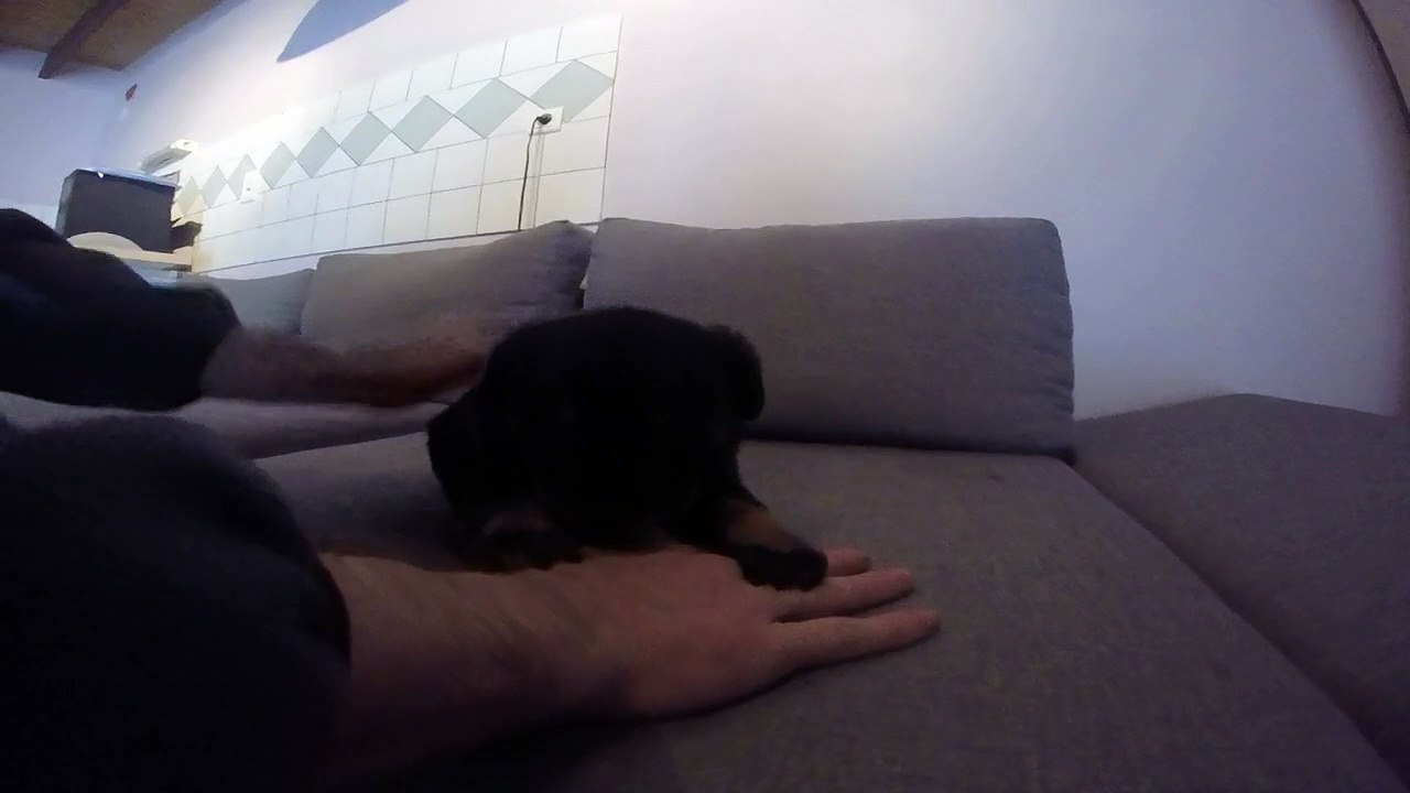 chiot beauceron mr Bourasseau