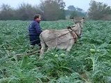 challenge équi-trait jeunes