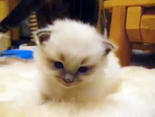 An adorable ragdoll kitten becomes one with the rug