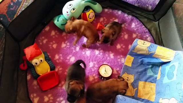 LES BEBES PETITS BRABANCONS DU DOMAINE DES COTIERES 2