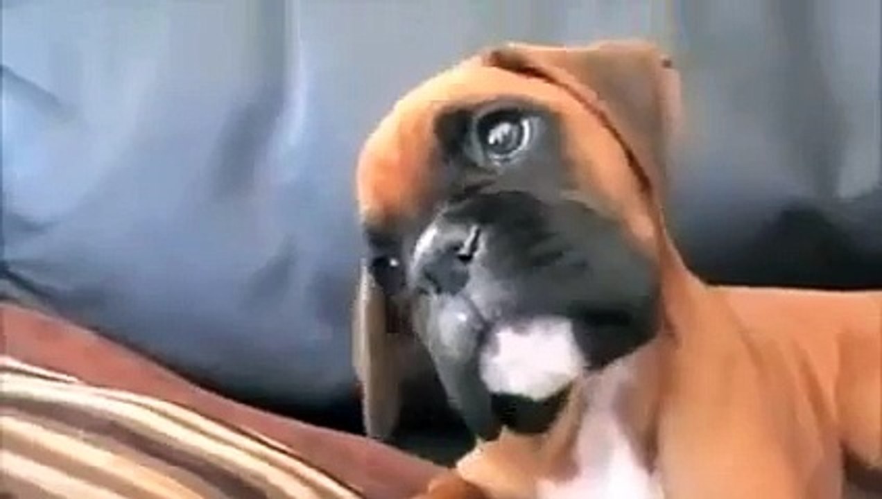 Dad Puts Mom On Speakerphone Now Watch Their Puppy’s Reaction…